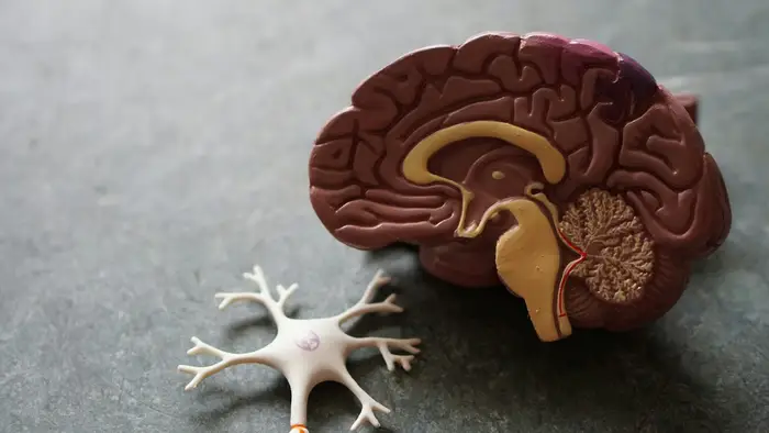 A model of the human brain, representing the sleep and dream processes that digestion can disturb